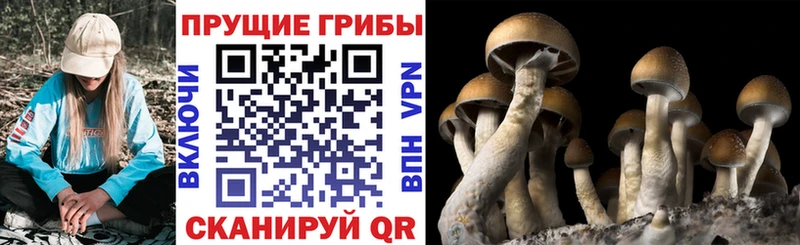 где найти   Весьегонск  Псилоцибиновые грибы MAGIC MUSHROOMS 